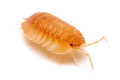 Armadillidium pallasii 'Orange'